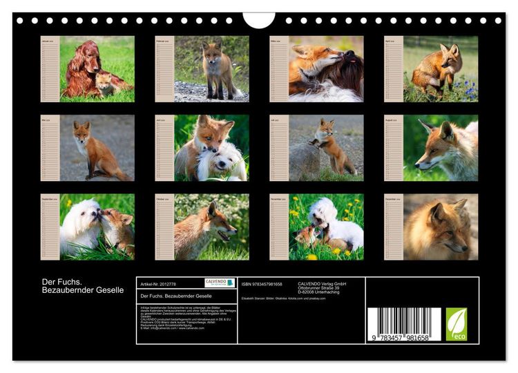 Produktbild: Der Fuchs. Bezaubernder Geselle (Wandkalender 2026 DIN A4 quer), CALVENDO Monatskalender
