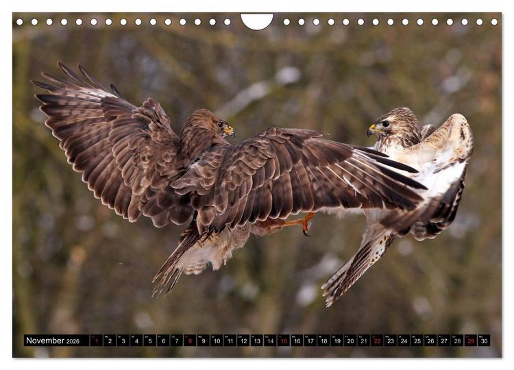 Produktbild: GREIFV&Ouml;GEL wild & frei (Wandkalender 2026 DIN A4 quer), CALVENDO Monatskalender