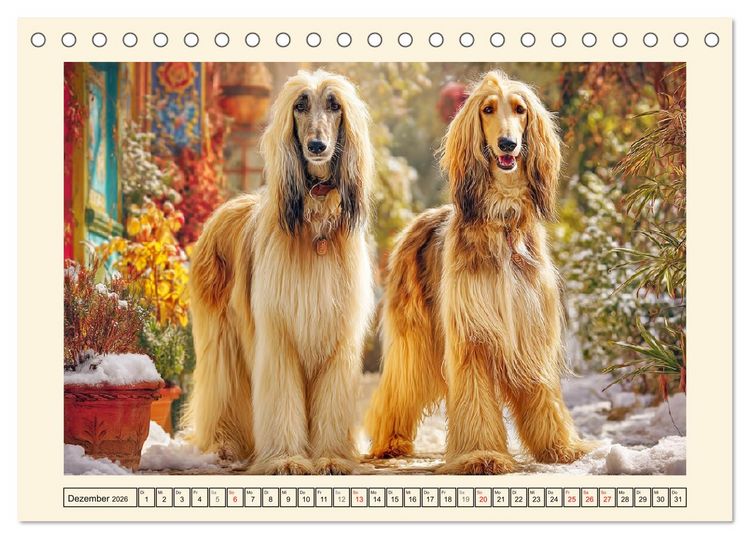 Produktbild: Afghanischer Windhund. Eleganter Sichtj&auml;ger und sensibler Couch-Potatoe (Tischkalender 2026 DIN A5 quer), CALVENDO Monatskalender