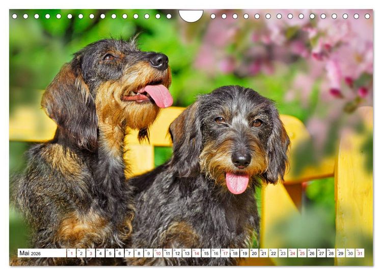 Produktbild: Dackeltr&auml;umereien - Kleine Helden auf 4 Pfoten (Wandkalender 2026 DIN A4 quer), CALVENDO Monatskalender
