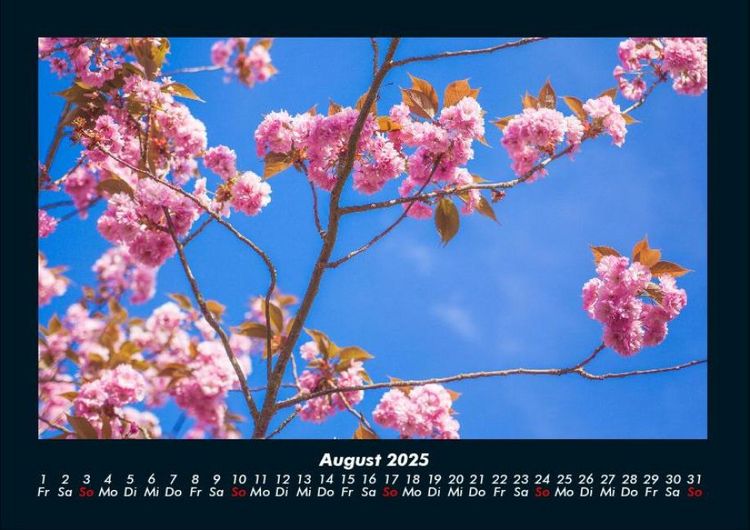 Produktbild: Blumentr&auml;ume 2025 Fotokalender DIN A4