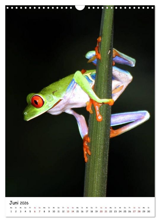 Produktbild: Costa Rica - Fauna & Flora (Wandkalender 2026 DIN A3 hoch), CALVENDO Monatskalender