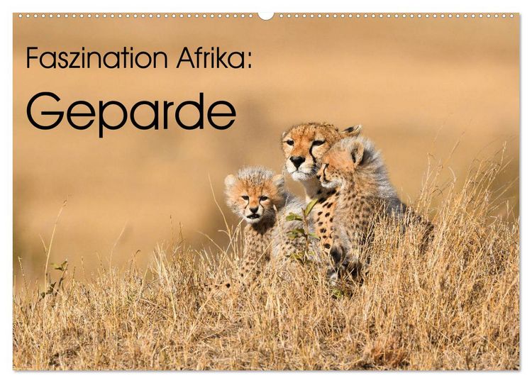 Produktbild: Faszinaton Afrika: Geparde (Wandkalender 2026 DIN A2 quer), CALVENDO Monatskalender