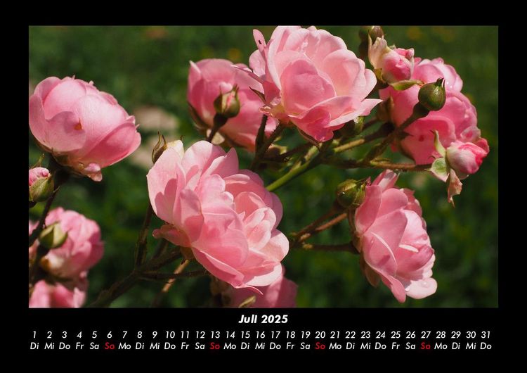 Produktbild: Rosen-Kalender 2025 Fotokalender DIN A3