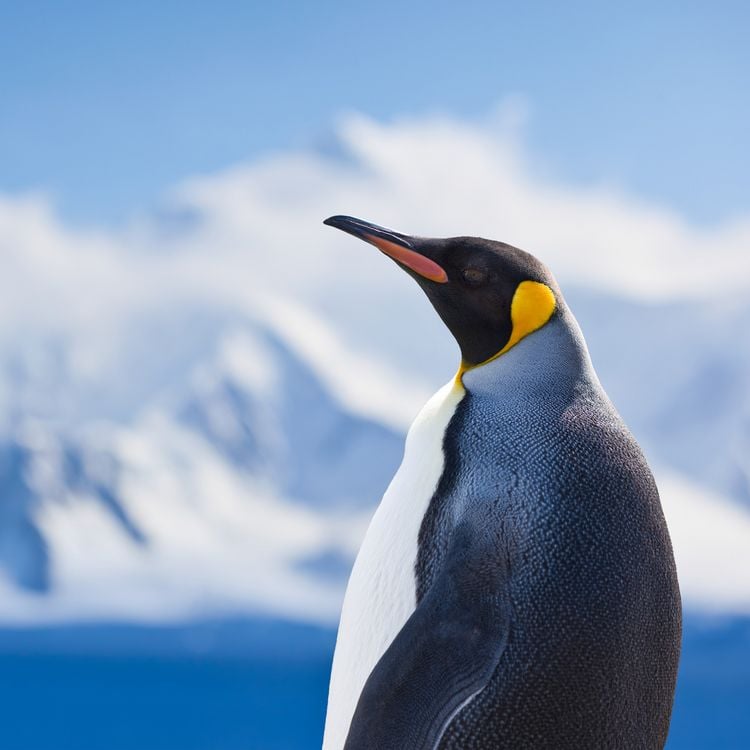 Produktbild: Penguins 2027