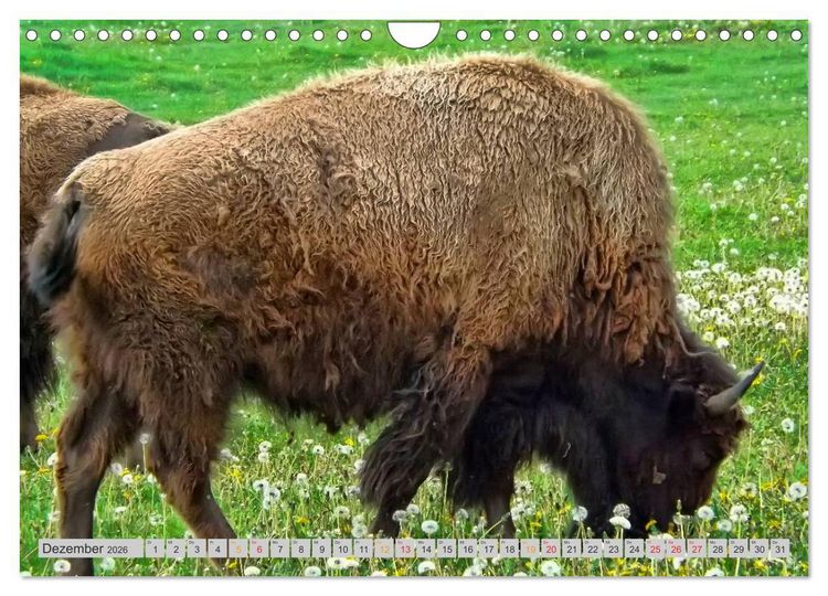 Produktbild: Bison und Wisent - Riesen mit unb&auml;ndiger Kraft (Wandkalender 2026 DIN A4 quer), CALVENDO Monatskalender