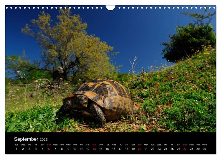 Produktbild: European Tortoises / UK-Version (Wall Calendar 2026 DIN A3 landscape), CALVENDO 12 Month Wall Calendar