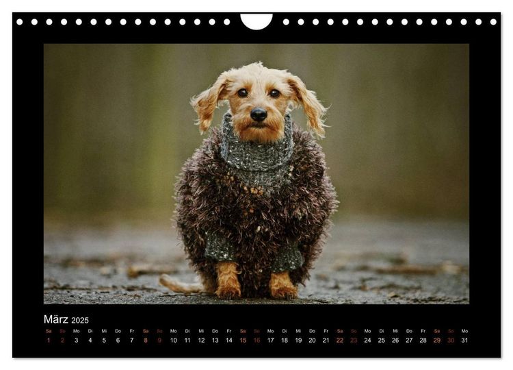 Produktbild: Neues von Elli Pirelli, dem fr&ouml;hlichen Pinscherdackelm&auml;del (Wandkalender 2025 DIN A4 quer), CALVENDO Monatskalender