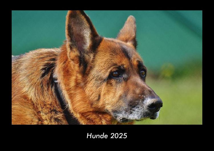 Produktbild: Hunde 2025 Fotokalender DIN A3