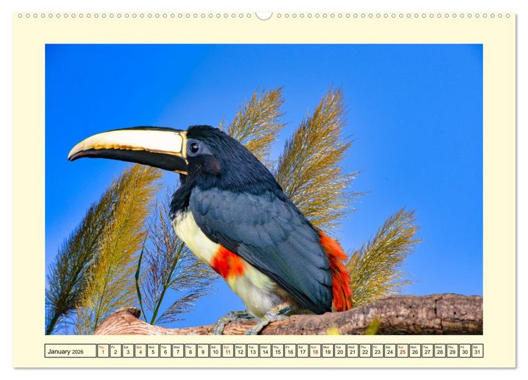 Produktbild: Toucans - clowns of the jungle (Wall Calendar 2026 DIN A2 landscape), CALVENDO 12 Month Wall Calendar