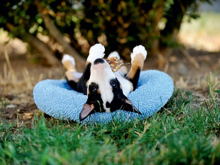 Produktbild: CALVENDO Puzzle Bullterrierwelpe | 1000 Teile Lege-Gr&ouml;&szlig;e 64x48cm Foto-Puzzle f&uuml;r gl&uuml;ckliche Stunden