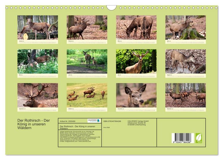 Produktbild: Der Rothirsch - Der K&ouml;nig in unseren W&auml;ldern (Wandkalender 2026 DIN A3 quer), CALVENDO Monatskalender