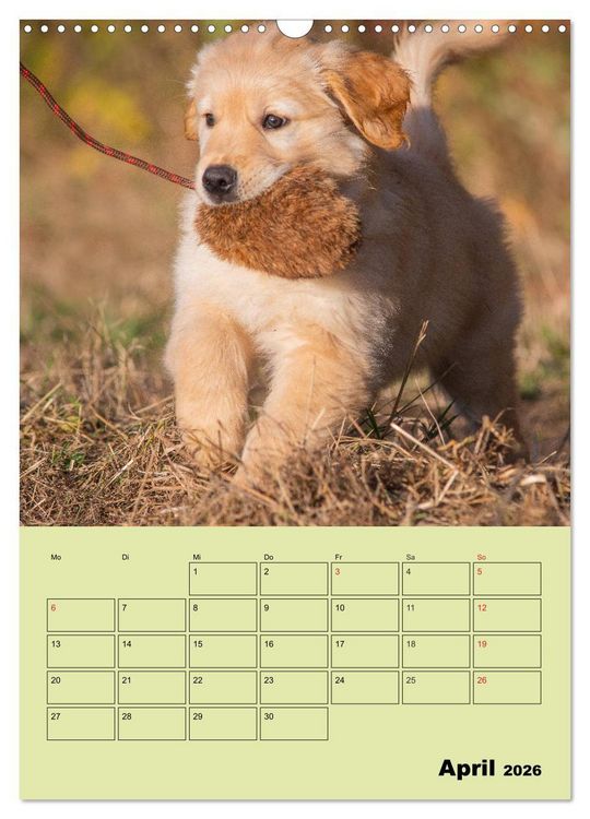 Produktbild: Jahresplaner Golden Retriever (Wandkalender 2026 DIN A3 hoch), CALVENDO Monatskalender