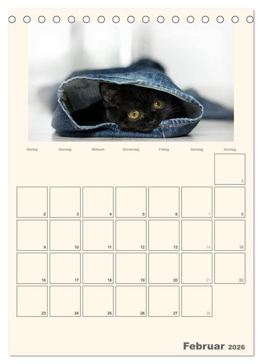Produktbild: Schmusige Britisch Kurzhaar (Tischkalender 2026 DIN A5 hoch), CALVENDO Monatskalender