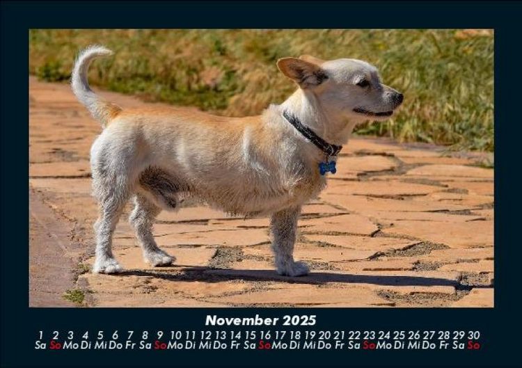 Produktbild: Hunde 2025 Fotokalender DIN A5
