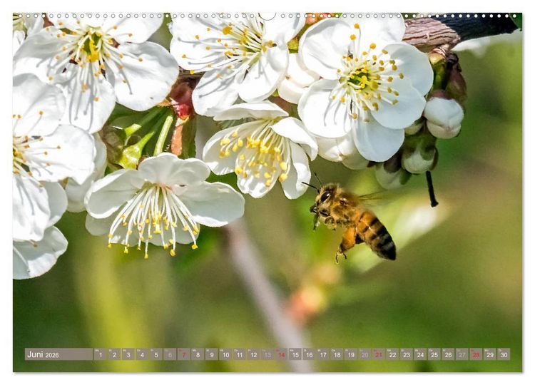 Produktbild: BIENEN - Kleine N&uuml;tzlinge ganz gro&szlig; (Wandkalender 2026 DIN A2 quer), CALVENDO Monatskalender