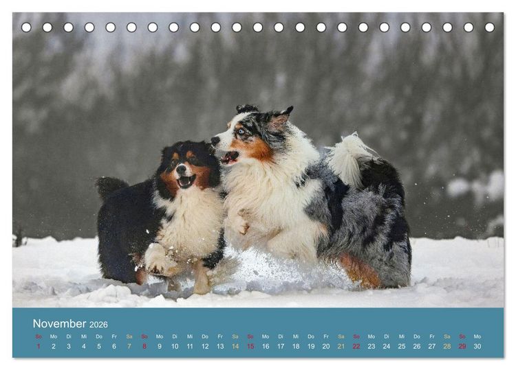 Produktbild: Mit Aussies unterwegs - Die bunte Welt der Australian Shepherds (Tischkalender 2026 DIN A5 quer), CALVENDO Monatskalender