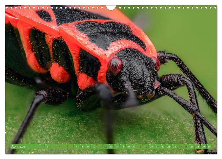Produktbild: Extreme Makroaufnahmen - Insekten so nah wie nie (Wandkalender 2026 DIN A3 quer), CALVENDO Monatskalender