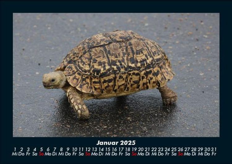 Produktbild: Schildkr&ouml;tenzauber 2025 Fotokalender DIN A5