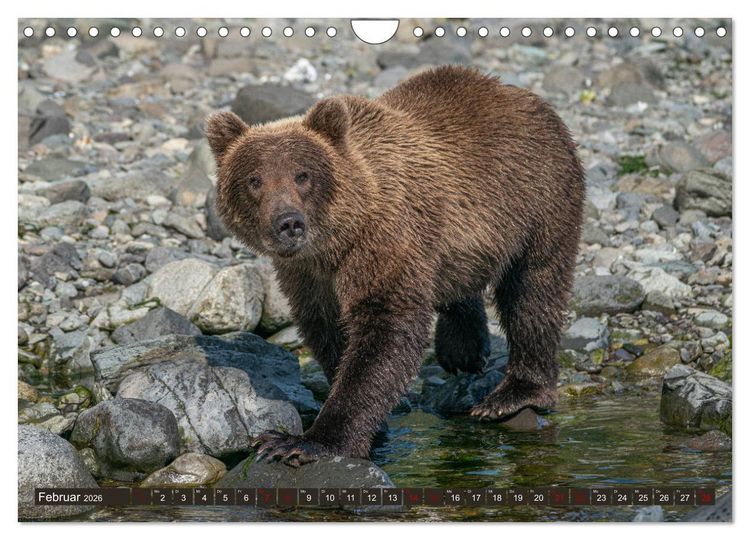 Produktbild: Grizzlyb&auml;ren im Katmai Nationalpark Alaska (Wandkalender 2026 DIN A4 quer), CALVENDO Monatskalender