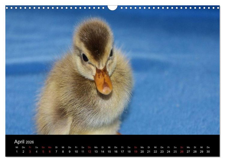 Produktbild: Laufentenk&uuml;ken - Sunny (Wandkalender 2026 DIN A3 quer), CALVENDO Monatskalender