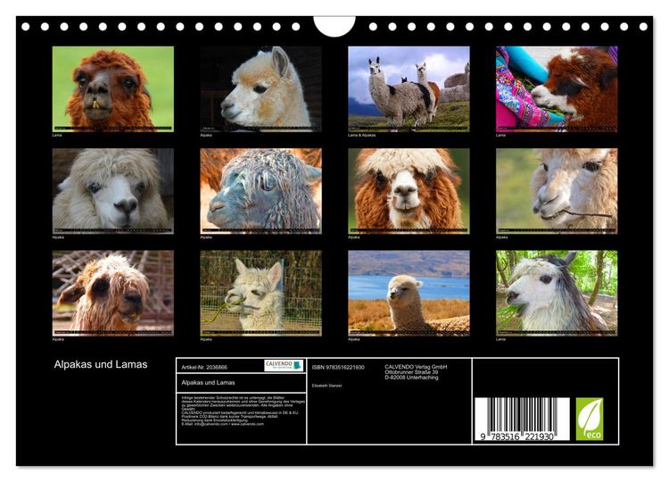 Produktbild: Alpakas und Lamas (Wandkalender 2026 DIN A4 quer), CALVENDO Monatskalender