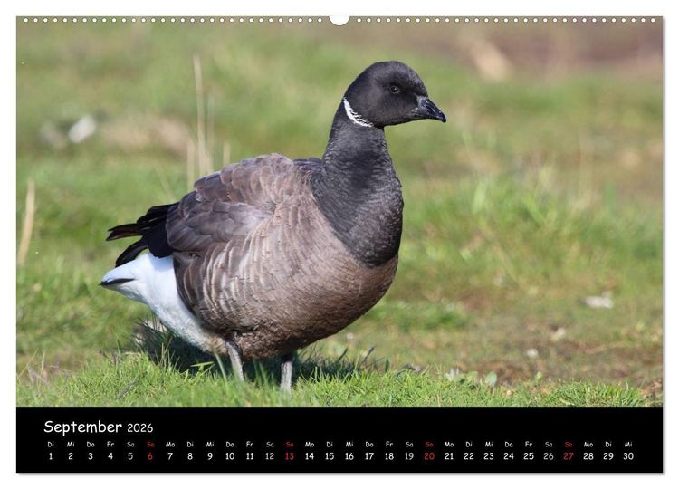 Produktbild: V&ouml;gel der Nordseek&uuml;ste (hochwertiger Premium Wandkalender 2026 DIN A2 quer), Kunstdruck in Hochglanz
