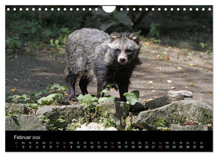 Produktbild: Marderhunde (Wandkalender 2026 DIN A4 quer), CALVENDO Monatskalender