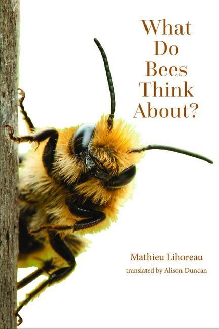 Produktbild: What Do Bees Think About?