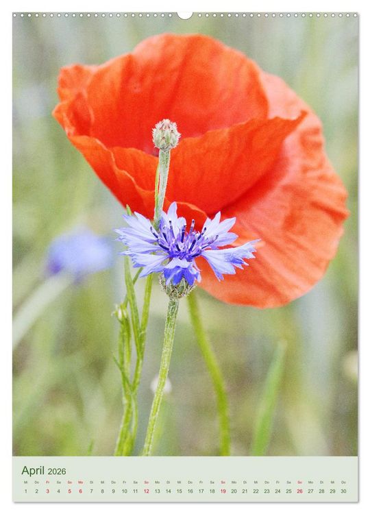 Produktbild: Mohn im Feld (hochwertiger Premium Wandkalender 2026 DIN A2 hoch), Kunstdruck in Hochglanz