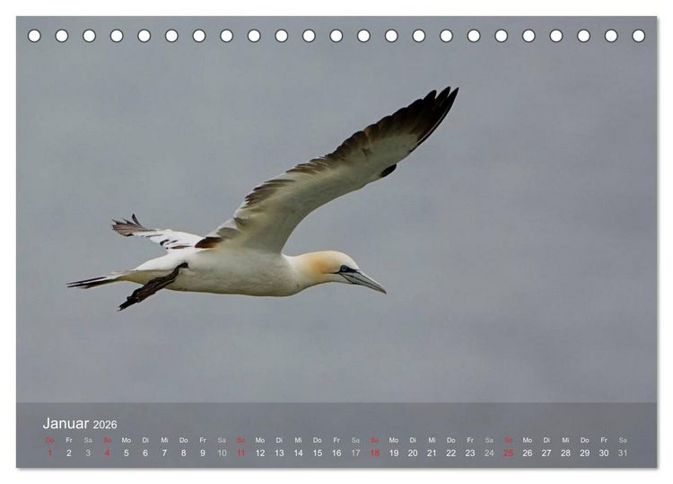 Produktbild: Nordatlantische Seev&ouml;gel (Tischkalender 2026 DIN A5 quer), CALVENDO Monatskalender
