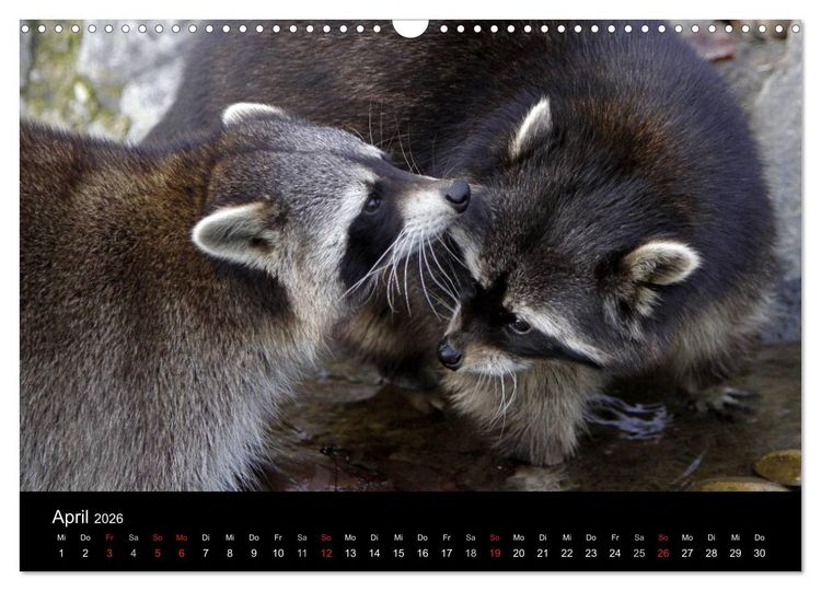 Produktbild: Waschb&auml;ren (Wandkalender 2026 DIN A3 quer), CALVENDO Monatskalender