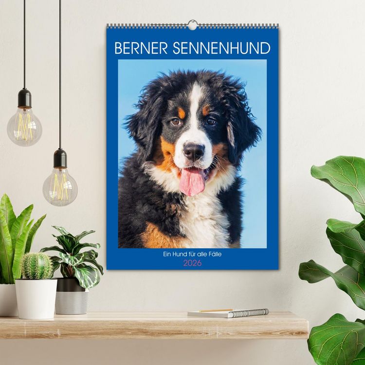 Produktbild: Berner Sennenhund - Ein Hund f&uuml;r alle F&auml;lle (Wandkalender 2026 DIN A2 hoch), CALVENDO Monatskalender