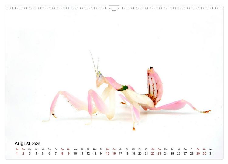 Produktbild: WIRBELLOS (Wandkalender 2026 DIN A3 quer), CALVENDO Monatskalender