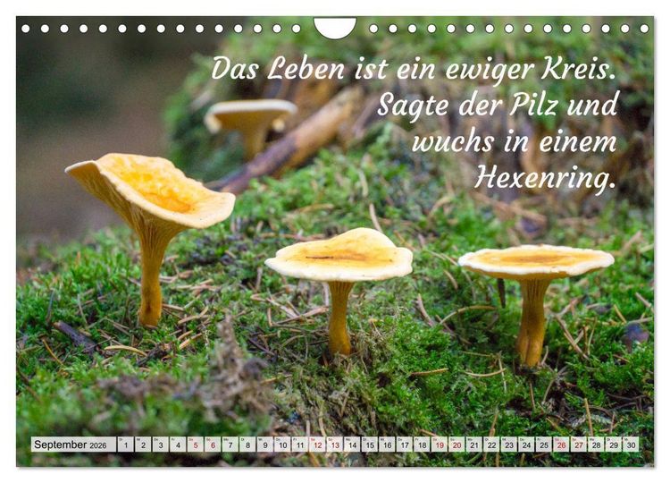Produktbild: Junge, was hast du`s eilig (Wandkalender 2026 DIN A4 quer), CALVENDO Monatskalender