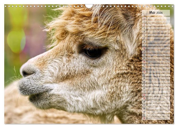 Produktbild: Alpaka, coole Typen mit wilden Frisuren (Wandkalender 2026 DIN A3 quer), CALVENDO Monatskalender