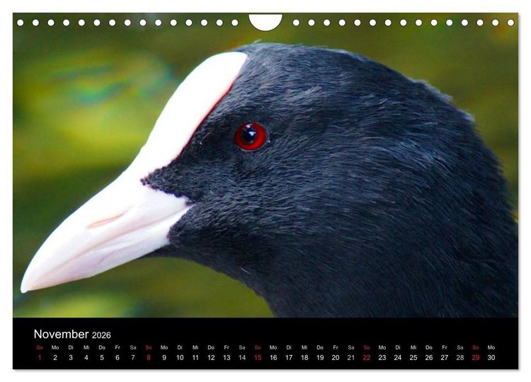 Produktbild: Das Leben der Enten (Wandkalender 2026 DIN A4 quer), CALVENDO Monatskalender