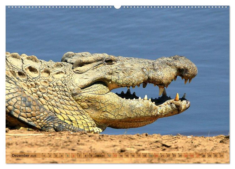 Produktbild: Krokodile in der Wildnis (Wandkalender 2026 DIN A2 quer), CALVENDO Monatskalender