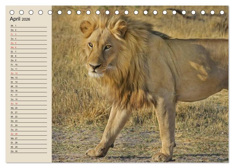 Produktbild: L&ouml;wen. Majest&auml;tische Kraft (Tischkalender 2026 DIN A5 quer), CALVENDO Monatskalender