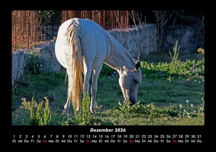 Produktbild: Pferde Kalender 2026 Fotokalender DIN A3