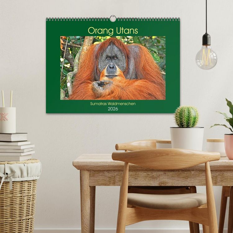 Produktbild: Orang Utans Sumatras Waldmenschen (Wandkalender 2026 DIN A3 quer), CALVENDO Monatskalender