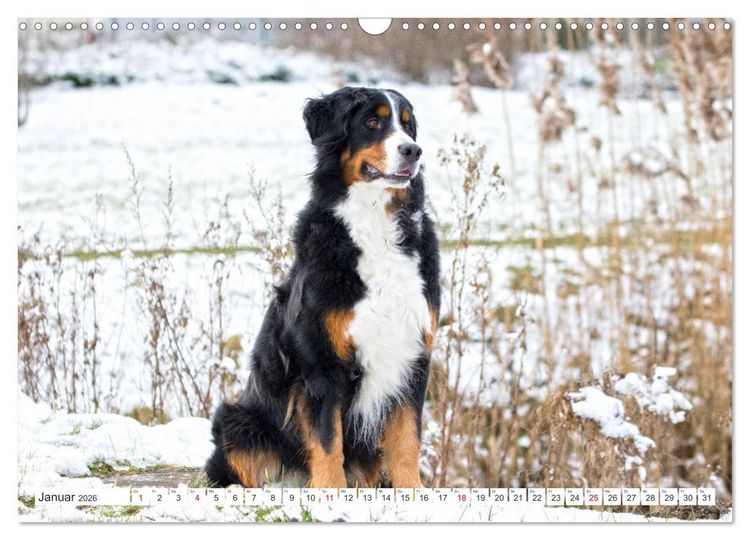 Produktbild: Berner Sennenhunde machen gl&uuml;cklich (Wandkalender 2026 DIN A3 quer), CALVENDO Monatskalender