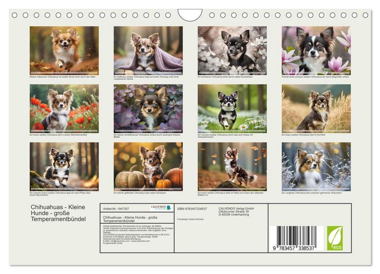 Produktbild: Chihuahuas - Kleine Hunde - gro&szlig;e Temperamentb&uuml;ndel (Wandkalender 2026 DIN A4 quer), CALVENDO Monatskalender