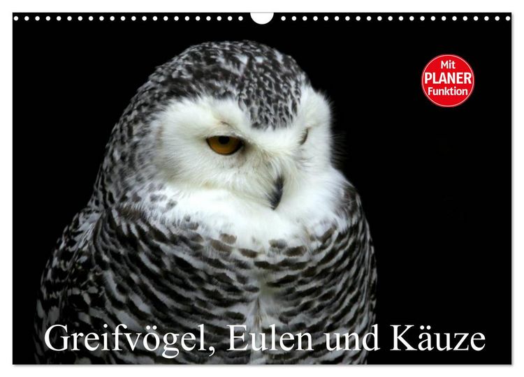 Produktbild: Greifv&ouml;gel, Eulen und K&auml;uze (Wandkalender 2026 DIN A3 quer), CALVENDO Monatskalender