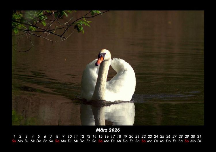 Produktbild: Welt der V&ouml;gel 2026 Fotokalender DIN A3