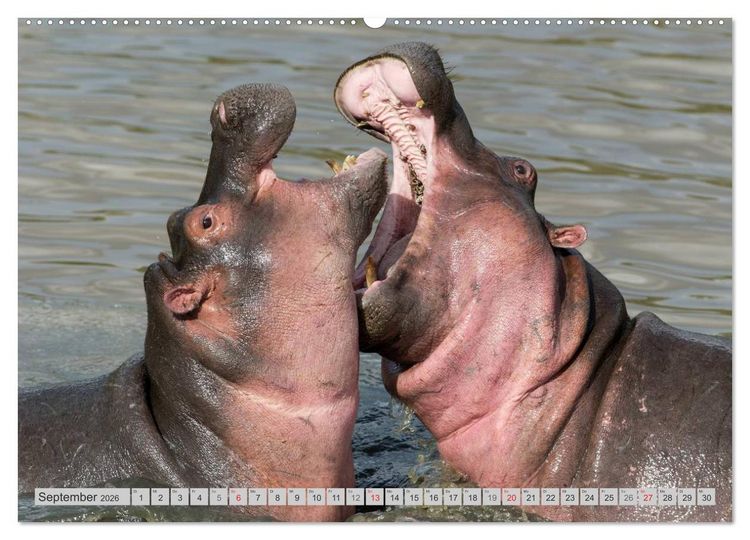 Produktbild: Emotionale Momente: Nilpferde hautnah (Wandkalender 2026 DIN A2 quer), CALVENDO Monatskalender
