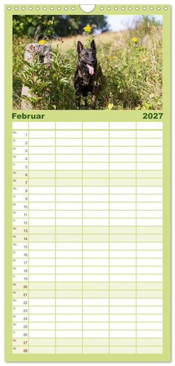 Produktbild: Familienplaner 2027 - ausdrucksvolle Holl&auml;ndische Sch&auml;ferhunde mit 5 Spalten (Wandkalender, 21 x 45 cm) CALVENDO