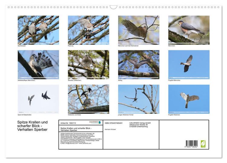 Produktbild: Spitze Krallen und scharfer Blick - Verhalten Sperber (Wandkalender 2026 DIN A2 quer), CALVENDO Monatskalender