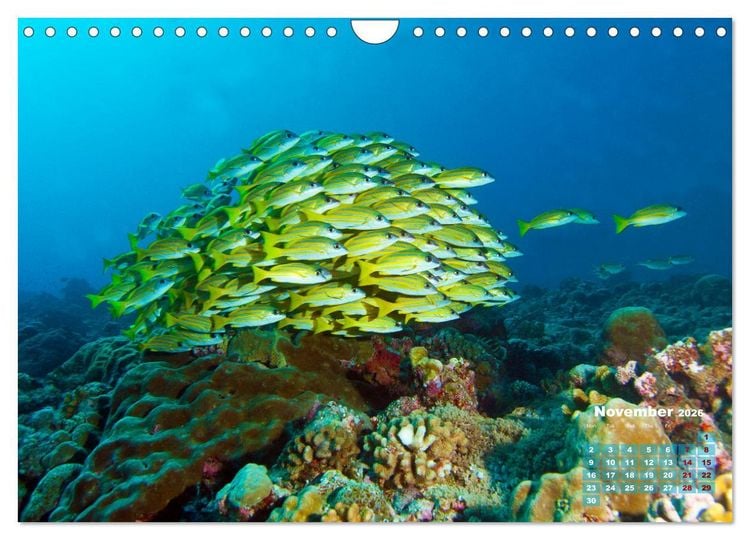 Produktbild: Oceans Alive - A World of Color and Diversity (Wall Calendar 2026 DIN A4 landscape), CALVENDO 12 Month Wall Calendar