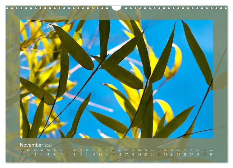 Produktbild: Bambus (Wandkalender 2026 DIN A3 quer), CALVENDO Monatskalender